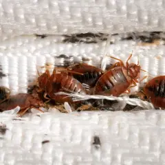 Un grupo de chinches se esconde entre las costuras de un colchón, un problema común de chinches en casa.