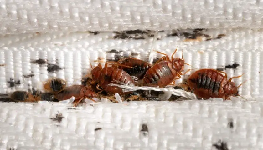 Un grupo de chinches se esconde entre las costuras de un colchón, un problema común de chinches en casa.