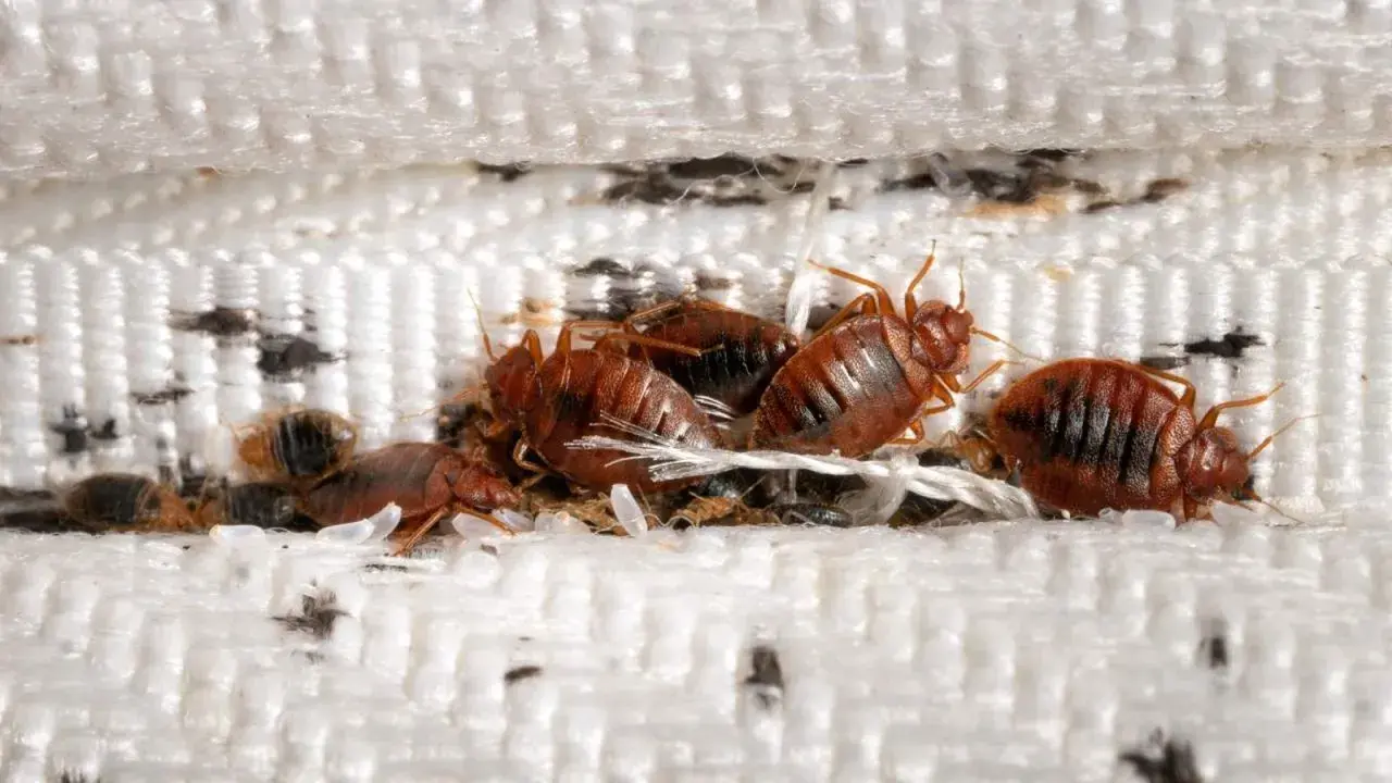 Un grupo de chinches se esconde entre las costuras de un colchón, un problema común de chinches en casa.