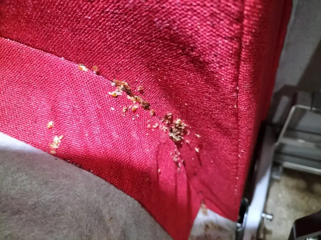 Unas chinches se esconden en las costuras de un sofá rojo. ¡Qué pesadilla tener chinches en casa!